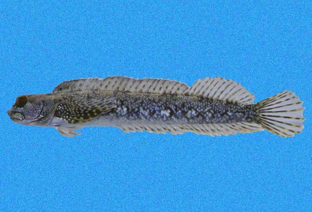 (Labrisomidae Clark Hubbs, 1952) Семейство Лабрисомиды, Лабрисомовые